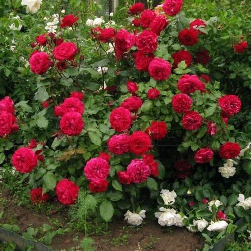 Jaskrawo czerwony  - Róże pienne - z kwiatami róży angielskiej - korona krzaczasta